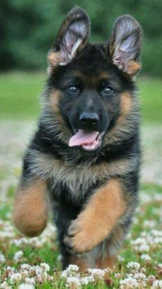 German Shepherd Puppy – Vaccinated