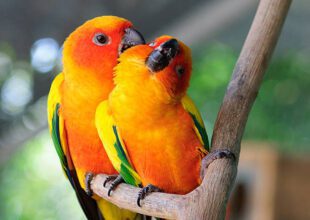 Pair of Lovebirds – Healthy and Active